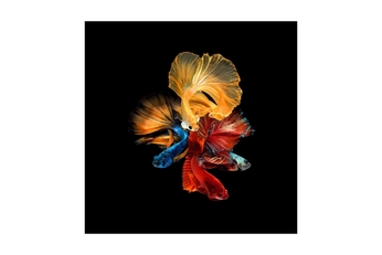 Obraz BETTA II 80X80 